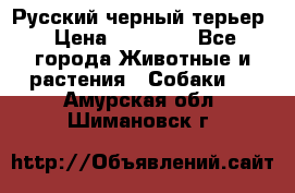 Русский черный терьер › Цена ­ 35 000 - Все города Животные и растения » Собаки   . Амурская обл.,Шимановск г.